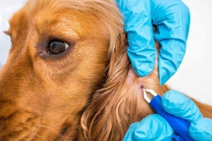 ADIYAMAN-ALTINŞEHİR Parazit Tedavisi