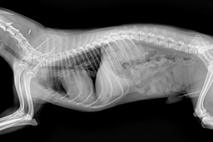 ADIYAMAN-ALTINŞEHİR Röntgen ve Laboratuvar Testleri